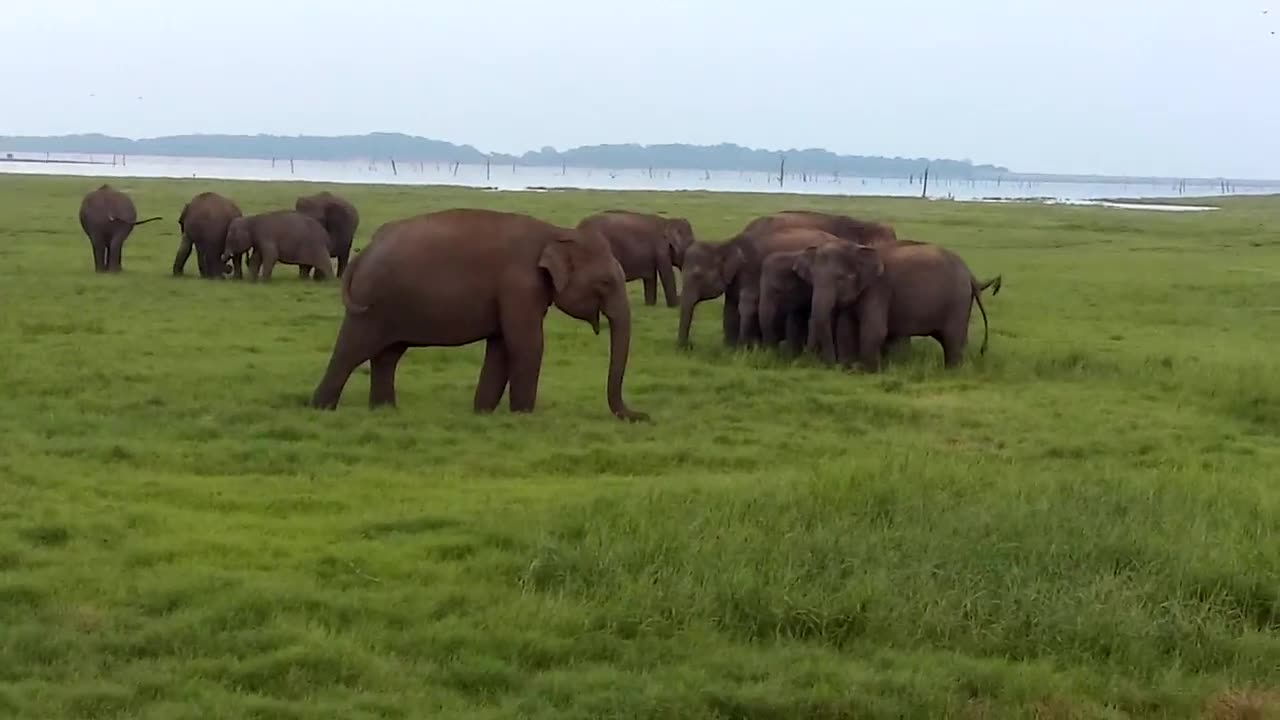 Minneriya National Park
